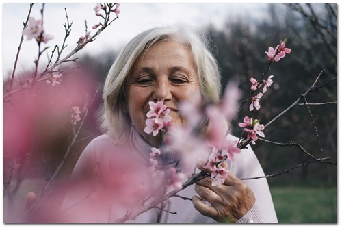 Ældre kvinde dufter til blomster på frugttræ