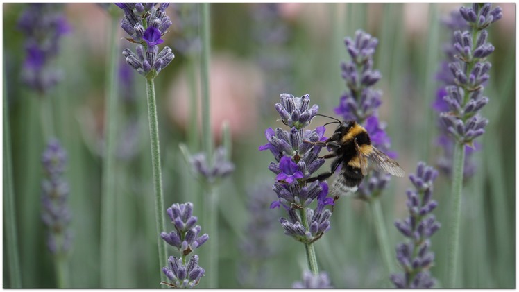 Bi på lavendel